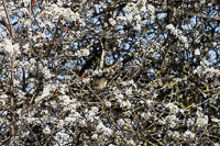 Bird hidden among blooming flowers in springtime